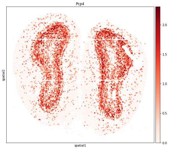 ../_images/tutorials_stereo_seq_olfactory_bulb_30_0.png